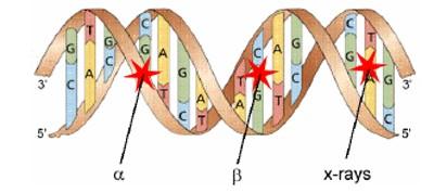 Mutacje indukowane- czynniki mutagenne Fizyczne Promieniowanie jonizujące Promienie jonizujące, przechodząc