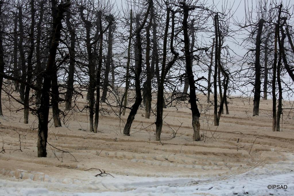 Należy pamiętać, że nie wolno wysiewać żadnych nawozów na zamarzniętą ziemię! Jeszcze gorzej jest, gdy nawóz wysiewany jest na śnieg.