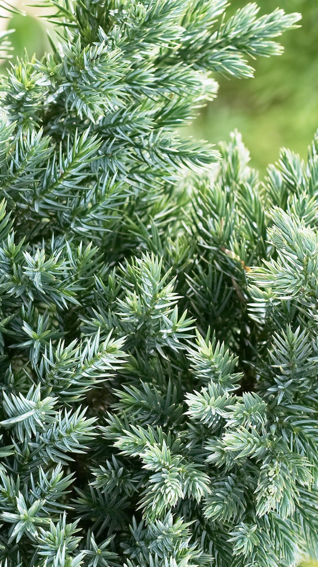 Pieknie wybarwiona odmiana, dorastająca do 2,5 m. Cyprysik Lawsona Ivonne lawsoniana Chamaecyparis Pokrój stożkowy, średniego tempa wzrostu. Złocisto żółty kolor utrzymuje się cały rok.