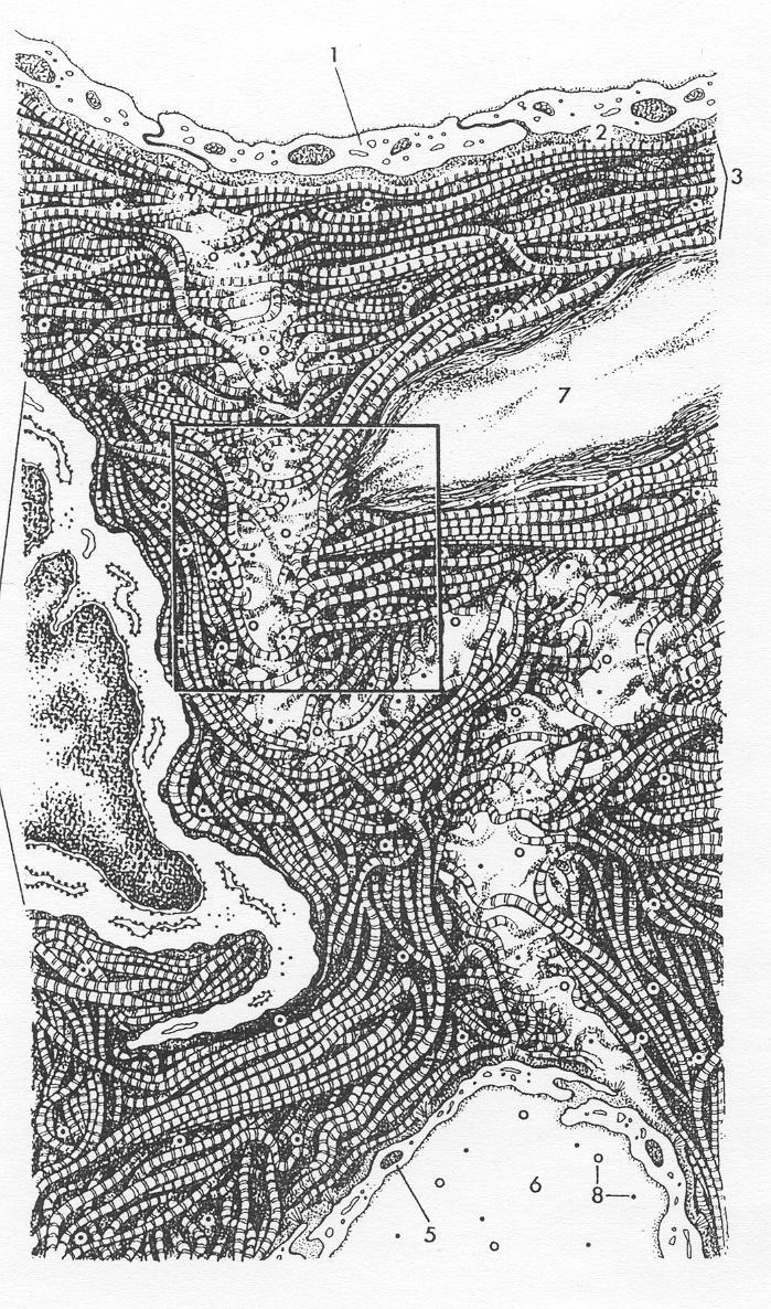 Dwufazowa struktura śródmiąższu Guyton (1966), Wiederhelm (1972) Faza wodna: obszary silnie uwodnione, ubogie w białka (Faza F) oraz Fazę