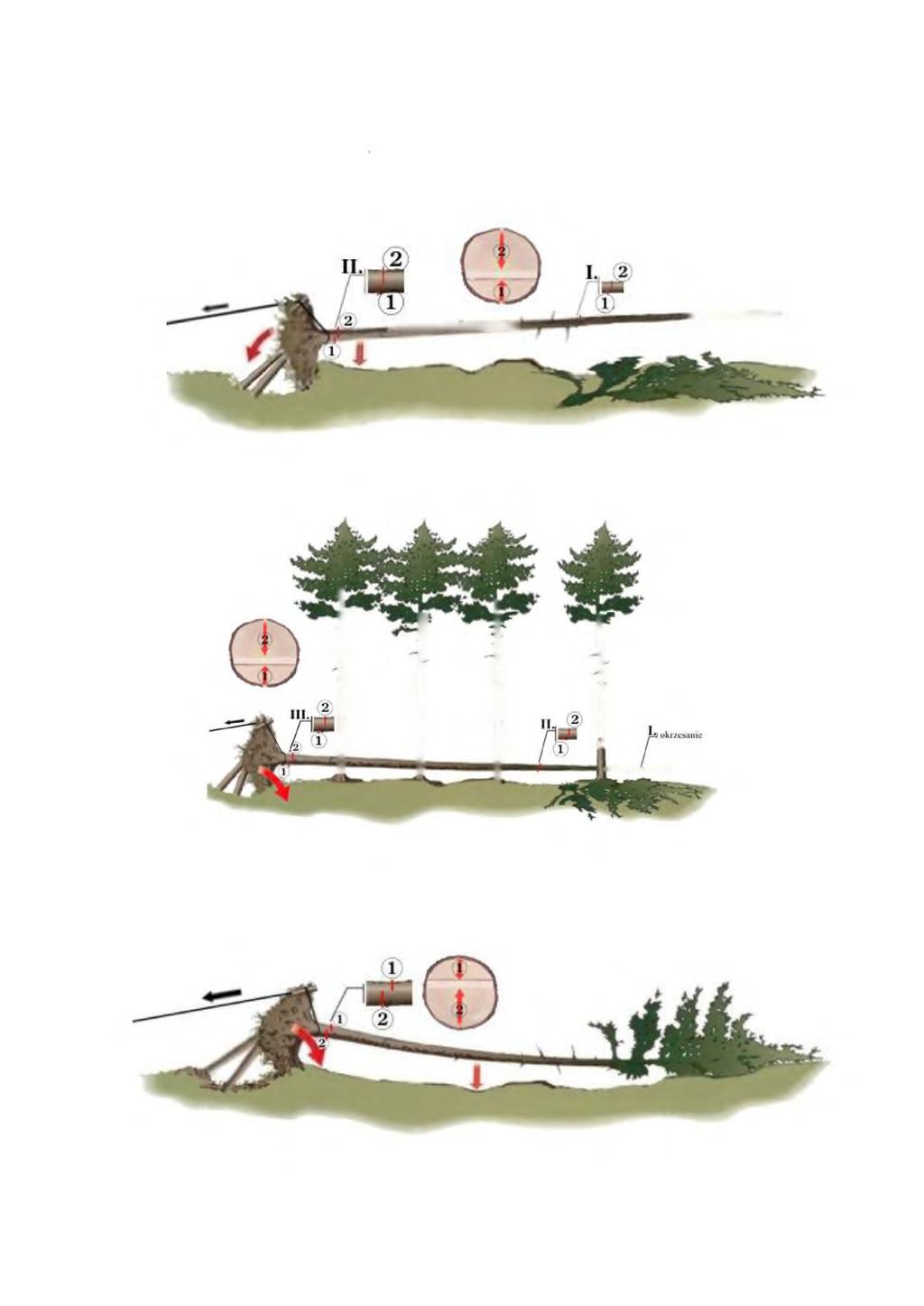 2. Przy cięciu drewna wykazującego małe naprężenia należy stosować dwa rzazy, przy czym: a) jeżeli drugi rzaz (kończący cięcie) wypada od