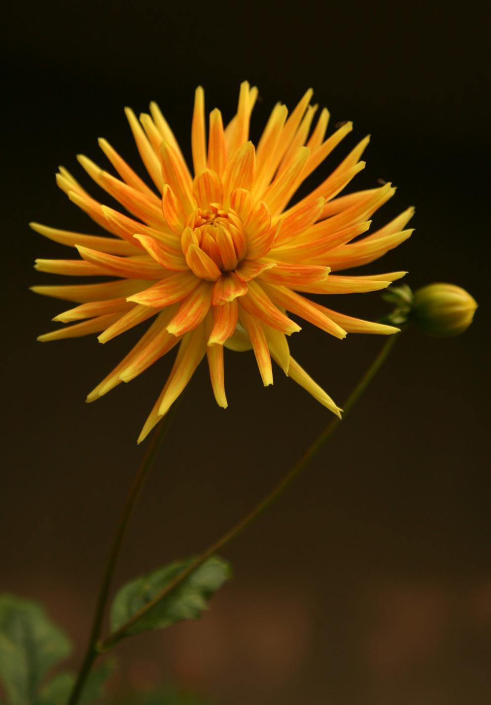 dalia