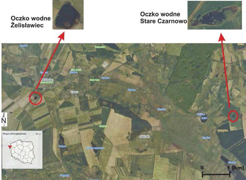 Charakterystyka batrachofauny występującej w śródpolnych oczkach wodnych... i kijanek (przy pomocy czerpaka herpetologicznego), oraz nasłuchu godujących samców.