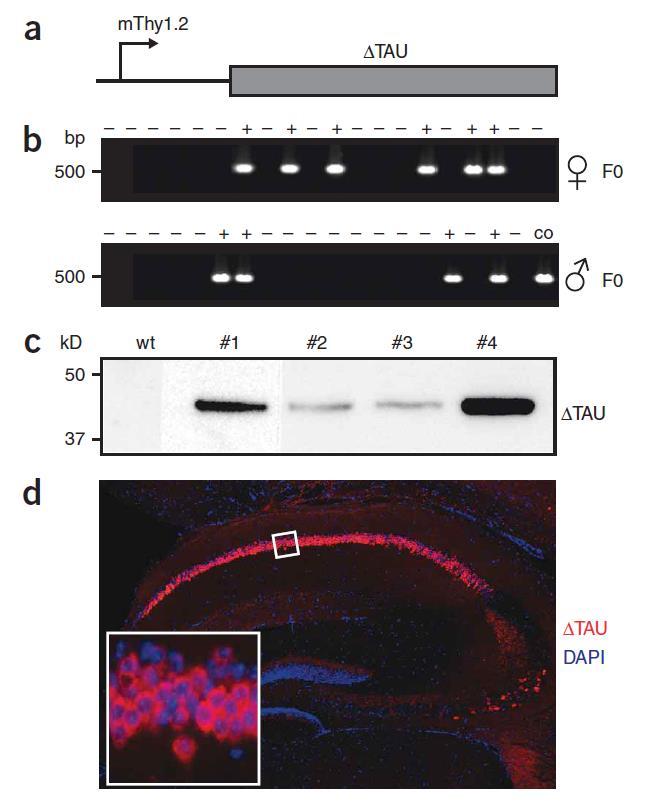 Ekspresja zmutowanego białka Tau człowieka w hipokampie myszy Model