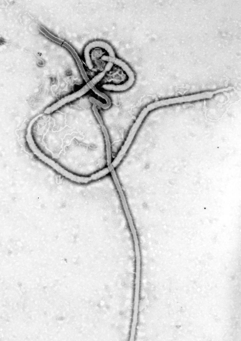 2014 lek na gorączkę krwotoczną (wirus Ebola) - Produkowany w myszach, testowany