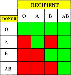 Przedtransplantacyjna ocena dawcy/biorcy Przeszczepy