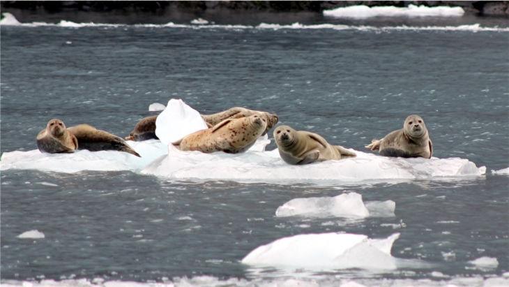 23 W takiej niezwykłej scenerii tylko foki czują się jak u siebie w domu. Wylegują się na lodzie i przyglądają się intruzom, którzy przypływają oglądać te cuda natury.