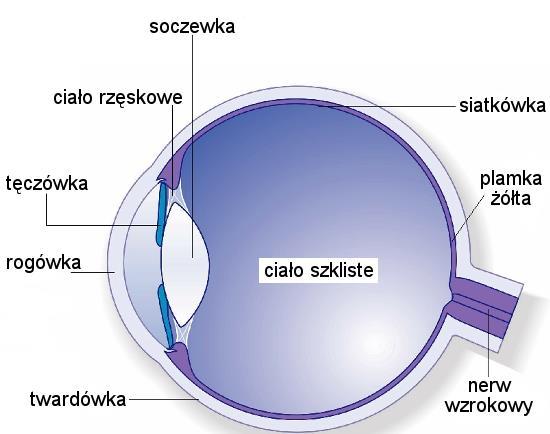 oprogramowania (Merchant i Morrisette Oculometer)