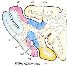 Modele Visual Search sterowanie uwagą (Posner hipoteza SPOTLIGHT) Modele Visual Search sterowanie uwagą (Posner hipoteza SPOTLIGHT + Guided Search Theory, Wolfego) Fix 1 Spot3 Fix 2 Fix 1 Spot2 Spot1