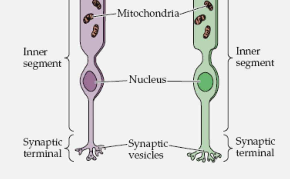 ZEWNĘTRZNY RZĘSKI MITOCHONDRIA SEGMENT WEWNĘTRZNY JĄDRO