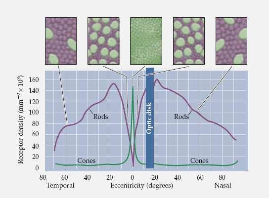 UKŁAD WZROKOWY RECEPTORY SIATKÓWKI GĘSTOŚĆ RECEPTORÓW CZOPKI PRĘCIKI PLAMKA