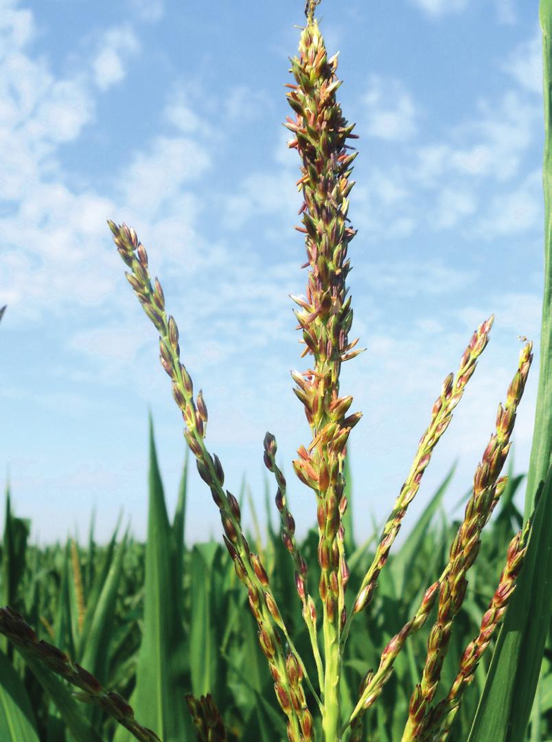 12 13 Nasza hodowla farmsaat to odmiany kukurydzy o bardzo wysokiej jakości, wyróżniające się najwyższymi parametrami jakościowymi w badaniach.