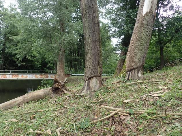 opracowania, zadrzewienia porastające skarpy nad Łyną,