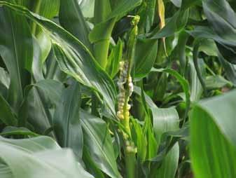 Objawy głowni guzowatej kukurydzy powodowanej przez grzyba Ustilago zea na kolbach Fuzarioza kolb kukurydzy oraz zgorzel podstawy łodygi należą do chorób kukurydzy, które mają wpływ nie tylko na plon