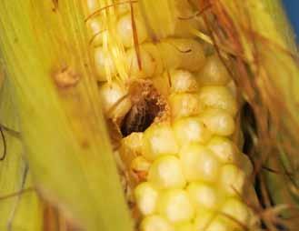 3 Fotografia 7. Objawy porażenia fuzariozą kolb powodowaną grzybami z Fusarium spp. (foto: E. Czembor) Fotografia 8.