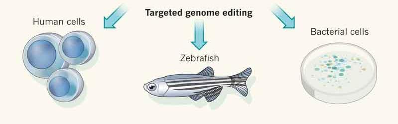 CRISPR - Clustered Regularly Interspaced Short Palindromic Repeats zgrupowane, regularnie