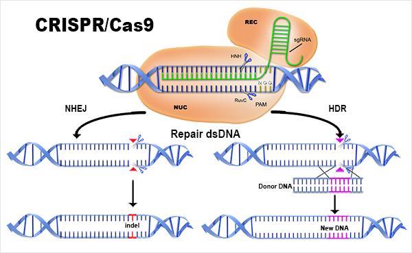 Białko Cas działa jak nukleaza CRISPR-Cas9 precyzyjna edycja genomów substytucje, insercje lub