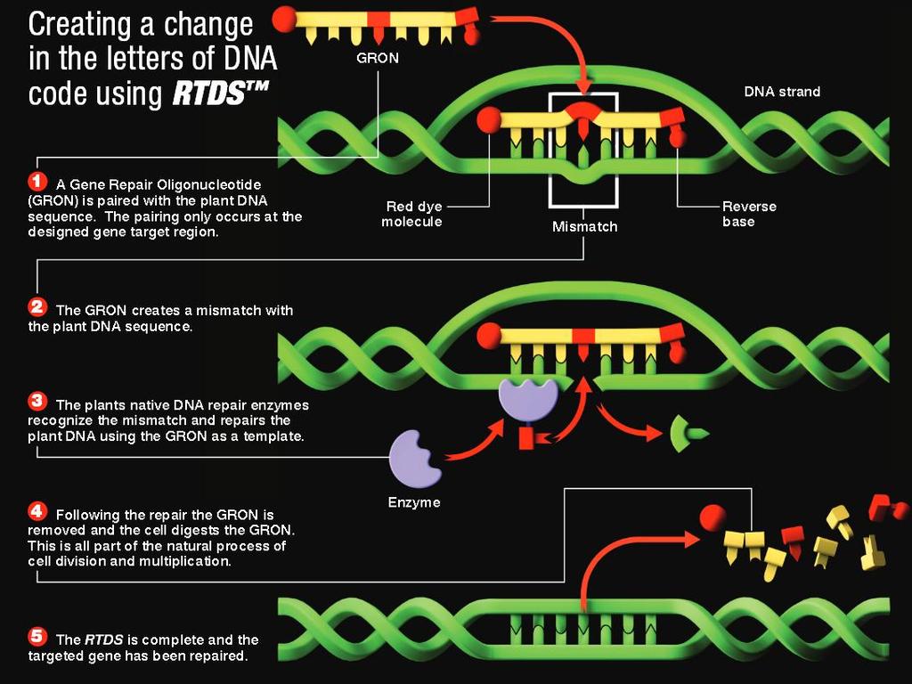 Mutageneza sterowana nukleotydami insercje, delecje, naprawy genów -