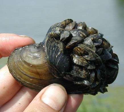 Dreissena