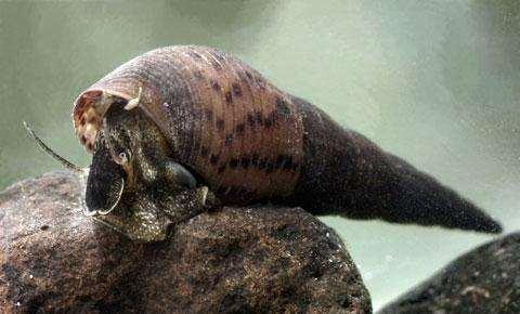 Parasite release hypothesis Inwazyjna forma Melanoides tuberculata in Africa