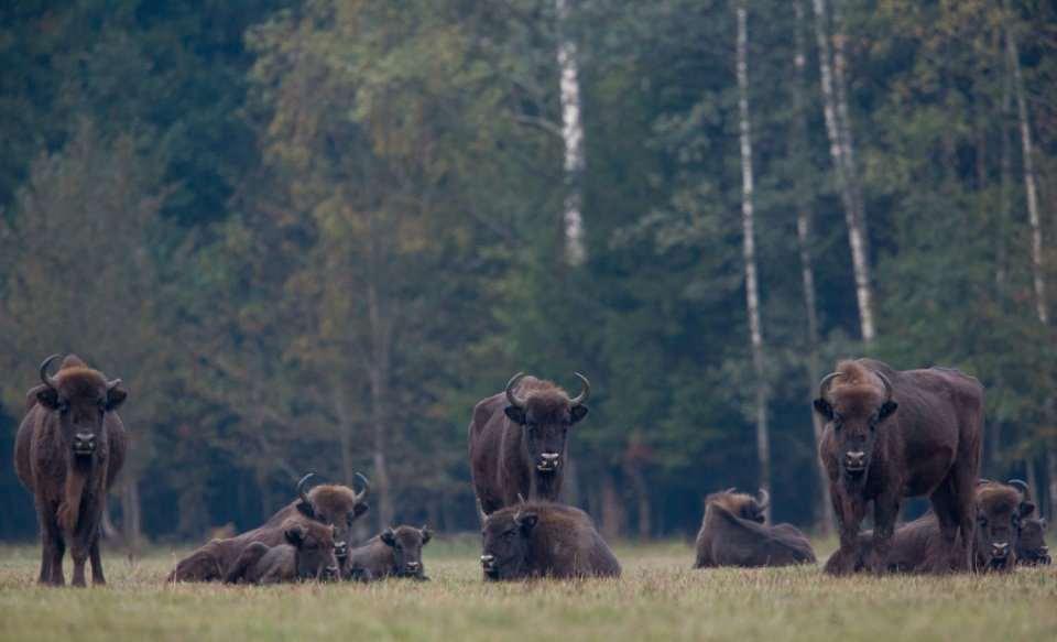 żubr europejski (Bison