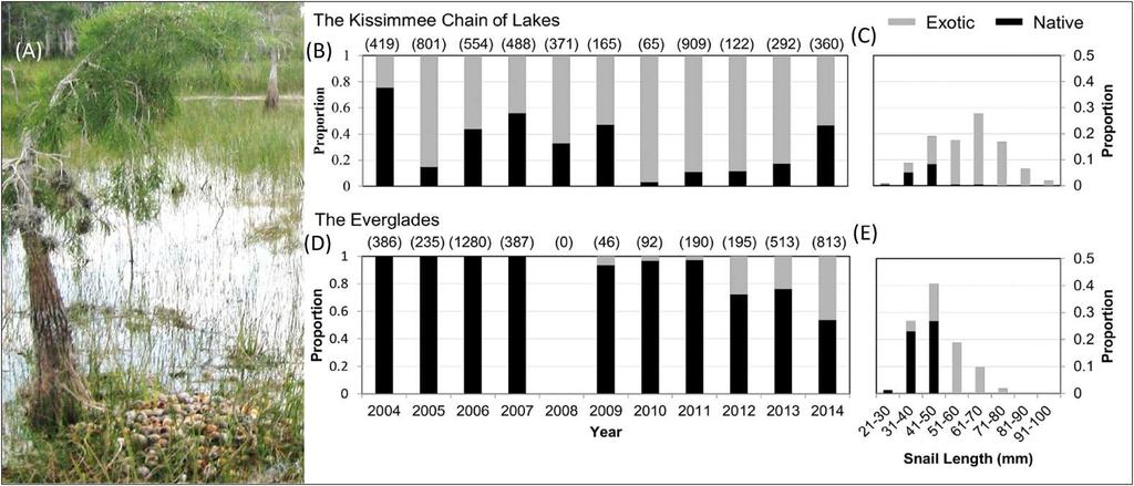 Fig 1. Snail kite consumption of native and exotic snails.