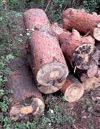 Drewno opałowe na sprzedaż Referat Ochrony Środowiska informuje, iż Gmina Skoki posiada do zbycia drewno opałowe iglaste z gatunku: So sosna, Św - świerk, Dg daglezja, w następującej ilości i cenie: