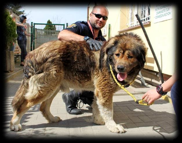 Sankcje karne nałożone za wykroczenia ujawnione przez Animal Patrol 58 1 83 2672 mandaty notatki pouczenia interwencje Przekazania zwierząt 1573 przekazanych