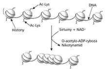 Sirtuiny Białka Sir2 czy sirtuiny - Sirtuiny- białka Sir2 (silent information regulator 2) należą do rodziny deacetylaz histonowych (HDAC histone deacetylase).