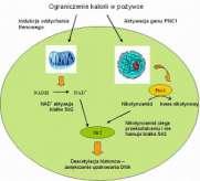 enzym Pnc1 ( nikotynamidaza) rozkładająca nikotynoamid Dinukleotyd