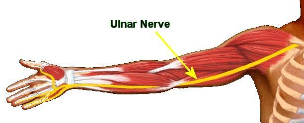 Nerw łokciowy Schodzi w dół przez górna część ramienia, przyśrodkowo w stosunku do tętnicy ramiennej.