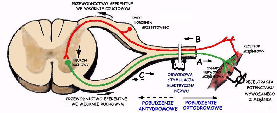 Obwodowy układ nerwowy Większość nerwów obwodowego układu nerwowego składa się z włókien nerwów czuciowych, przesyłających impulsy aferentne z narządów czuciowych do