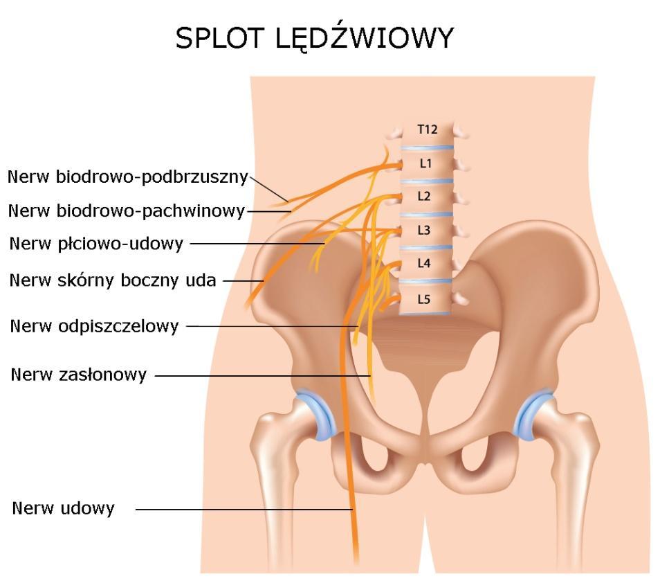 Splot lędźwiowy Utworzony przez gałęzie przednie pierwszych trzech części czwartego nerwu lędźwiowego jest