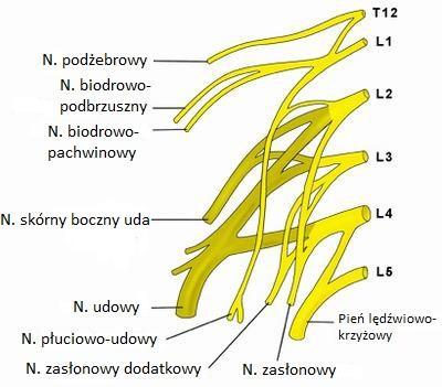 A oto jego główne gałęzie i korzenie nerwowe, z których się wywodzi: - Nerw biodrowo-podbrzuszny: L1 - Nerw