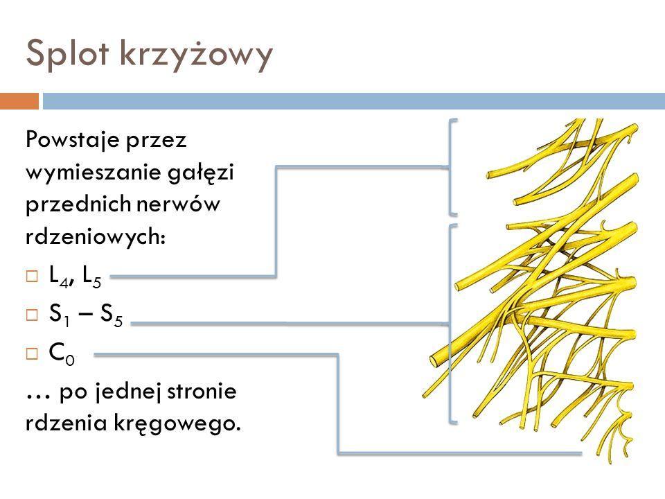 Splot krzyżowy Splot krzyżowy tworzą gałęzie przednie pnia lędźwiowo-krzyżowego oraz pierwszy, drugi i trzeci nerw krzyżowy.