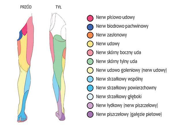 Dermatomy