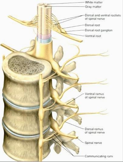 Nerwy rdzeniowe W ustroju występuje 31 par nerwów rdzeniowych, które opuszczają kanał kręgowy, przechodząc przez otwory międzykręgowe utworzone przez sąsiadujące ze sobą kręgi: 8 szyjnych 12