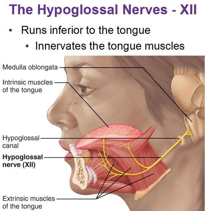 XII. Nerwy podjęzykowe (n.