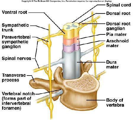 Korzenie nerwowe Nerwy rdzeniowe wychodzą po obu stronach rdzenia kręgowego przez otwory międzykręgowe.