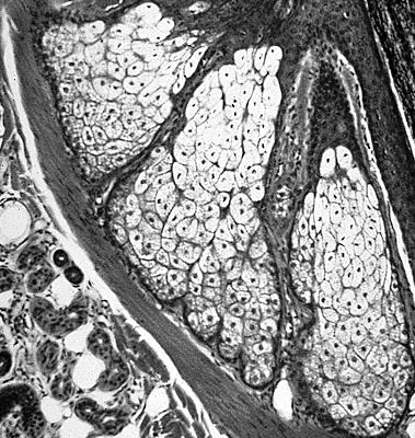 łączna tkanka mięśniowa tkanka nerwowa FORMY: wyściółki (pokrywające zewnętrzne i wewnętrzne powierzchnie organizmu) Tkanka nabłonkowa