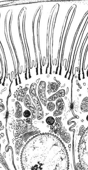 macierzystych w nabłonkach wielowarstwowych komórki stale migrują z warstw podstawnych do powierzchniowych, gdzie ulegają