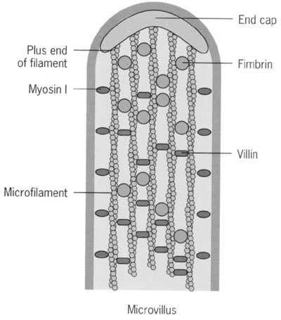 Mikrokosmki długość do 2 µm zawierają wiązki filamentów aktynowych bardzo liczne, regularne = brzeżek szczoteczkowy