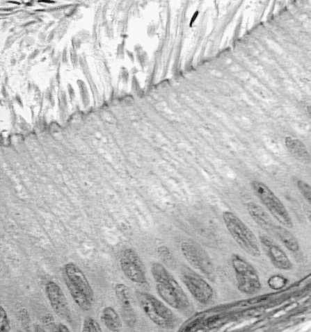 Stereocylia Rzęski to długie i grube mikrokosmki występujące na