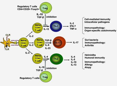 Różnicowanie efektorowych limfocytów Th
