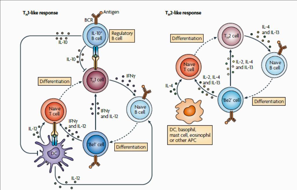 Limfocyty B efektorowe vs regulatorowe w odpowiedzi odpornościowej Lund F.E., Randall T.D.
