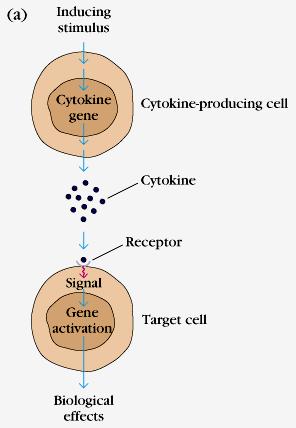 Indukcja syntezy cytokin