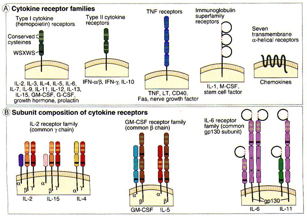 Klasyfikacja receptorów dla cytokin A.