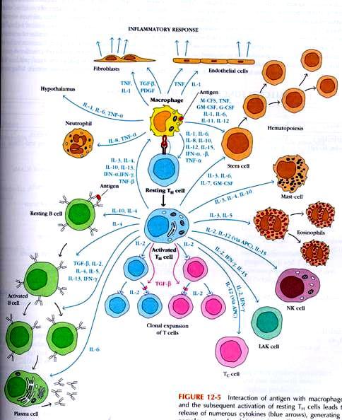 Sieć cytokinowa Kuby Immunology, W.