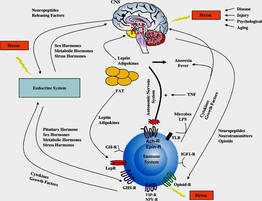 Interakcje między układem nerwowym, endokrynowym i