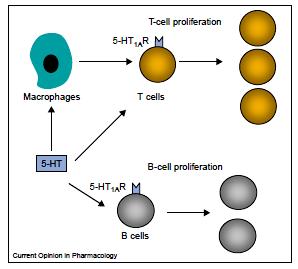 komórek odpornościowych 5-HT 5-hydroksytryptamina,